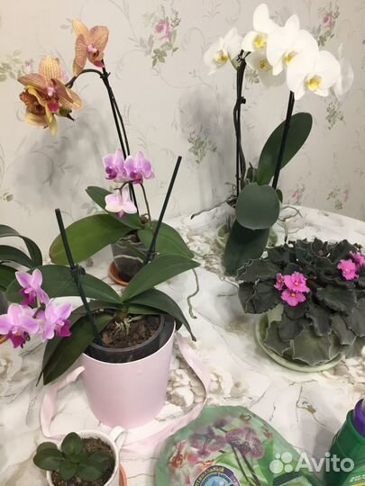 Фиалки, орхидеи, грунт, удобрение