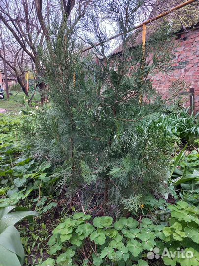 Туя смарагд