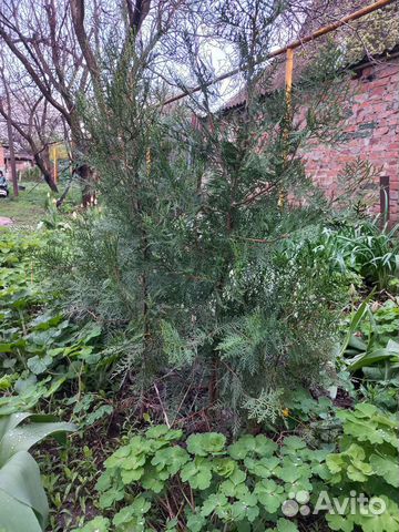 Туя смарагд