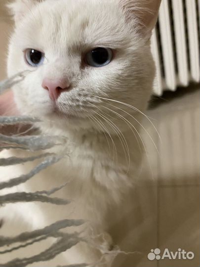 Голубоглазый котик