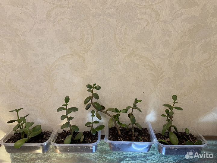 Толстянка, денежное дерево