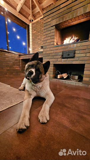 Американская акита вязка