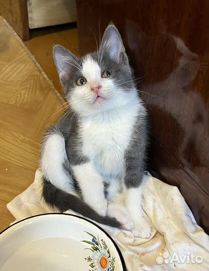 Котенок бело-серый :)