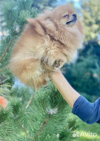 Девочка померанского шпица