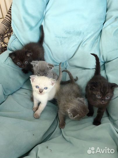 Котята вислоухие