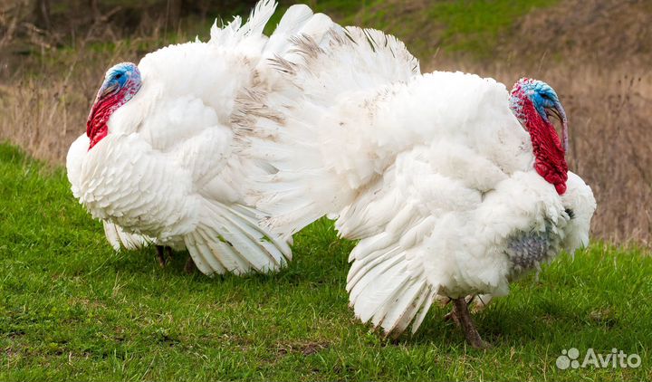 Индюшата суточные Биг 6