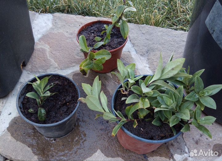 Хоста Флокс многолетники