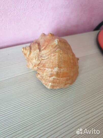 Морские ракушки