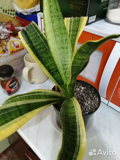 Сансевиерия футура суперба