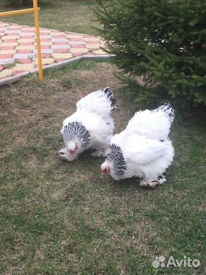 Инкубационное яйцо и цыплята Брама