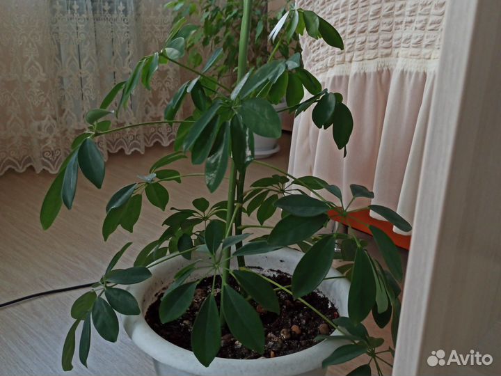Цветы комнатные в ассортименте