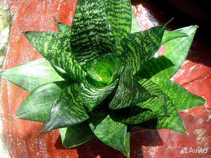 Сансевиерия ханни