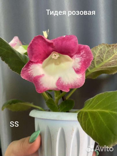 Глоксиния Тидея розовая