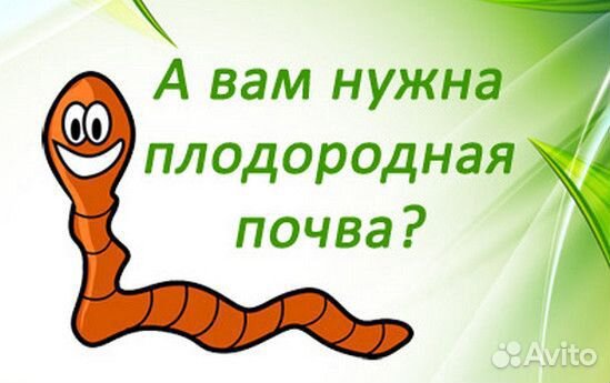 Черви Старатель