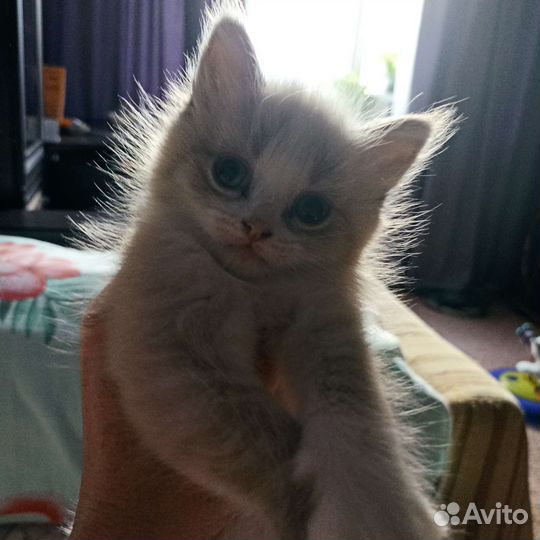 Невская маскарадная