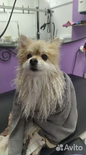 Стрижка собак