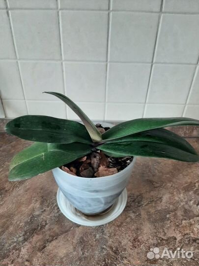 Комнатные цветы - орхидея на обмен