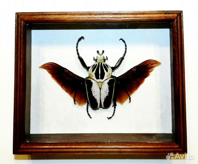 Жук в рамке. Королевский голиаф