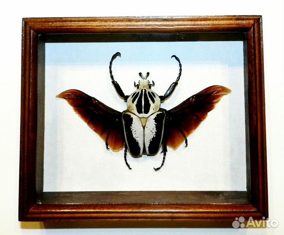 Жук в рамке. Королевский голиаф