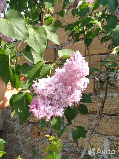 Сирень сортовая