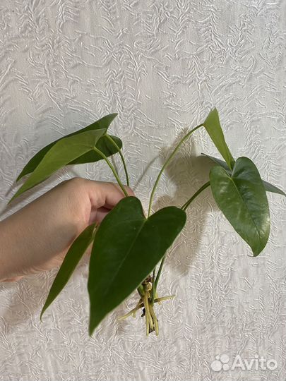 Антуриум Арион