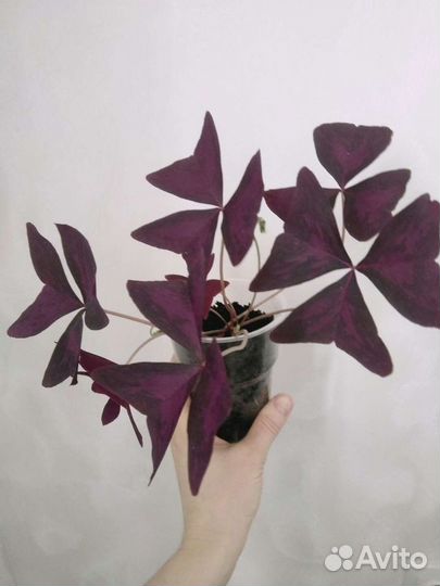 Оксалис (бабочки)