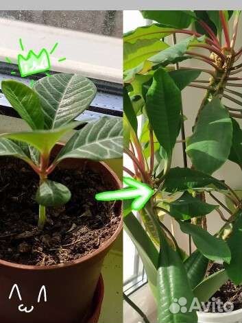 Молочай Ребристый(пальмочка)