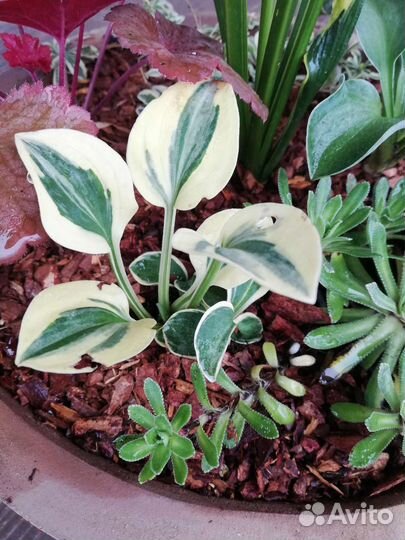 Подарочная многолетняя композиция для сада