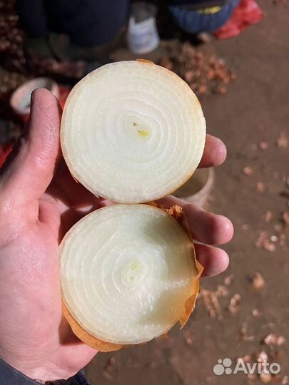 Лук репчатый продажа