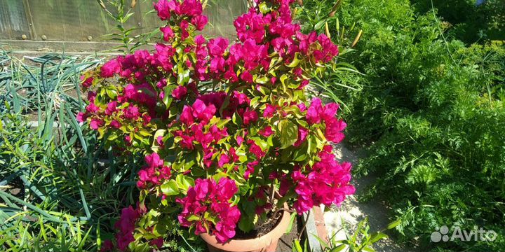 Цветы бугенвиллия