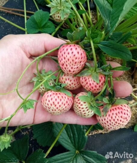 Рассада саженцы усы Белой Клубники Анабланка