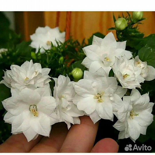 Кампанулы Жених,Невеста,Биколор, Портеншлага