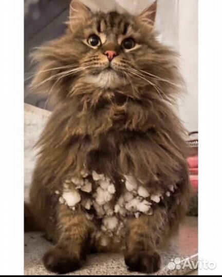 Кот в добрые руки