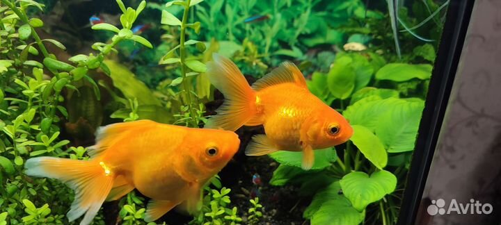 Золотая рыбка