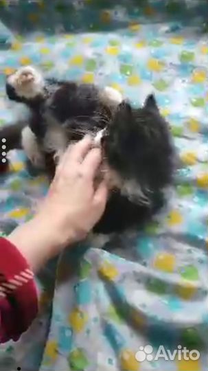 Котенок ищет добрые ручки