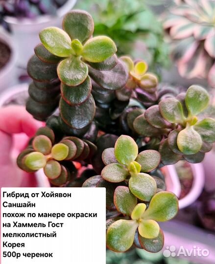 Крассула
