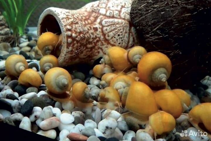 Улитки аквариумные ампулярии