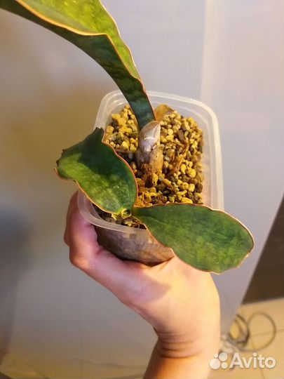 Сансевиерии