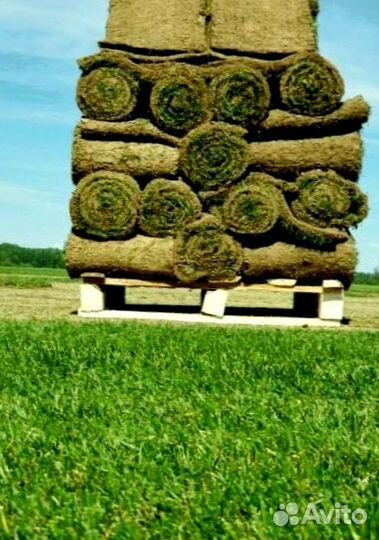 Рулонный газон