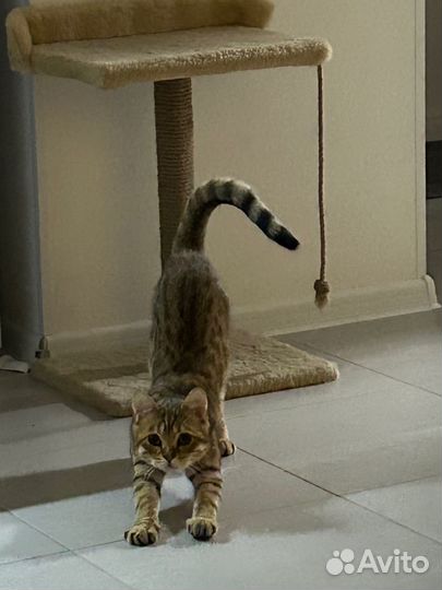 Передержка кошек