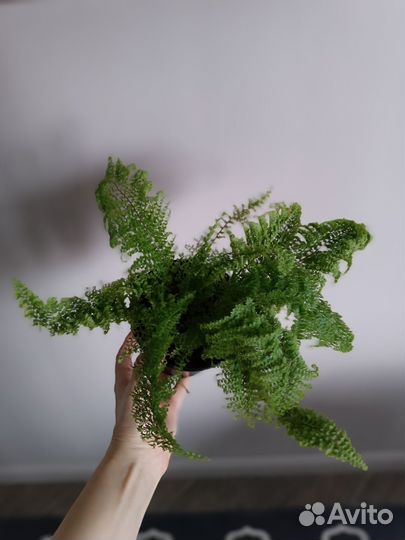 Папоротник цветы