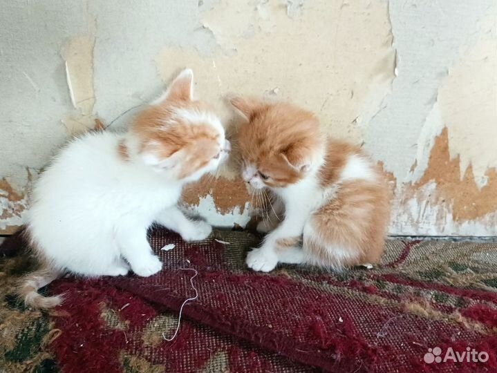 Котята