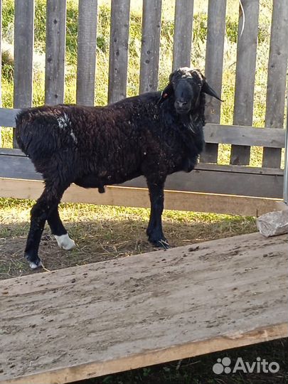 Продам баранов