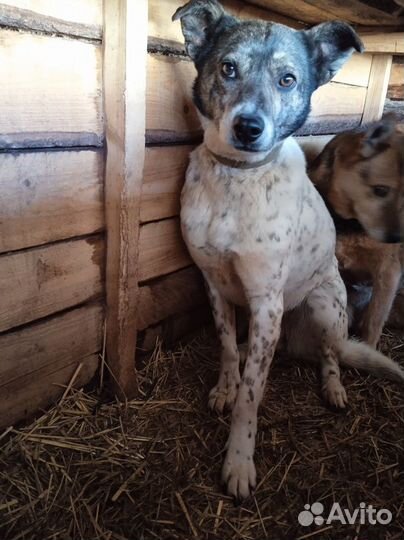Нуждается в помощи приютская собака