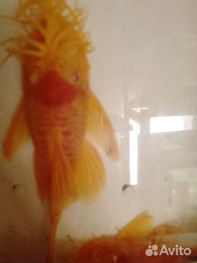 Анциструс вуалевый