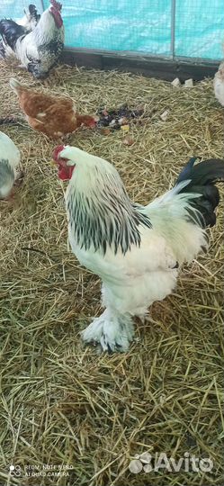 Петух Брама чистокровный на племя