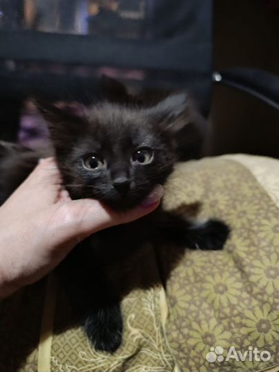 Очаровательные котики