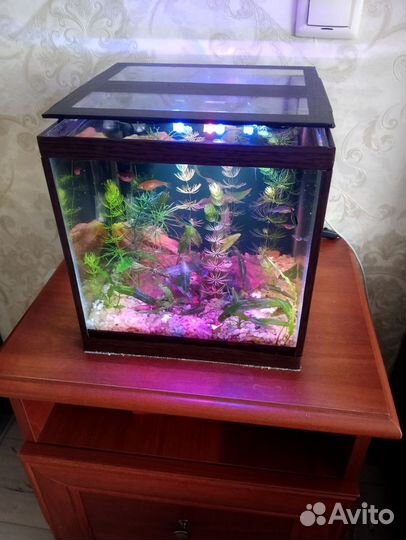 Готовый аквариум