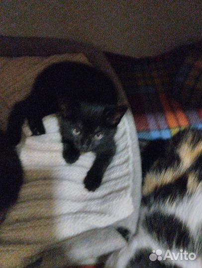 В хорошие руки, и добрые)