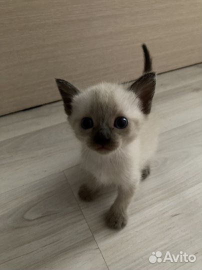 Тайские котята